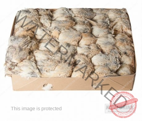 kiezebrink Prime Quail HEAVY