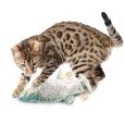 2027_with_cat