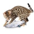 2028_with_cat