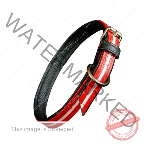 Julius-K9 IDC Lumino Collar - Red / Width 2.5 cm & Length 50 cm
