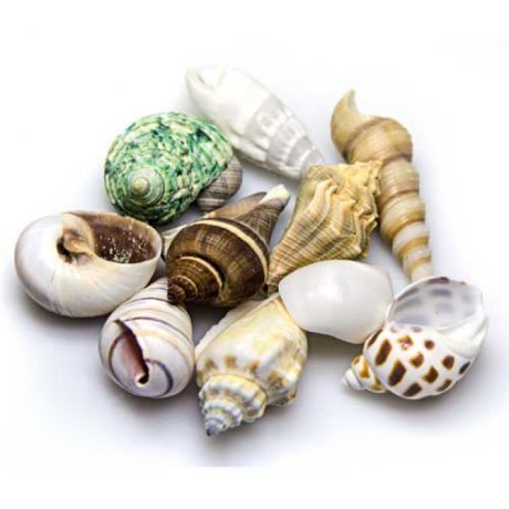 Hobby Sea Shells small/medium in Deco Glass Jar 1L