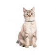 Chamane-Cat-collar_2