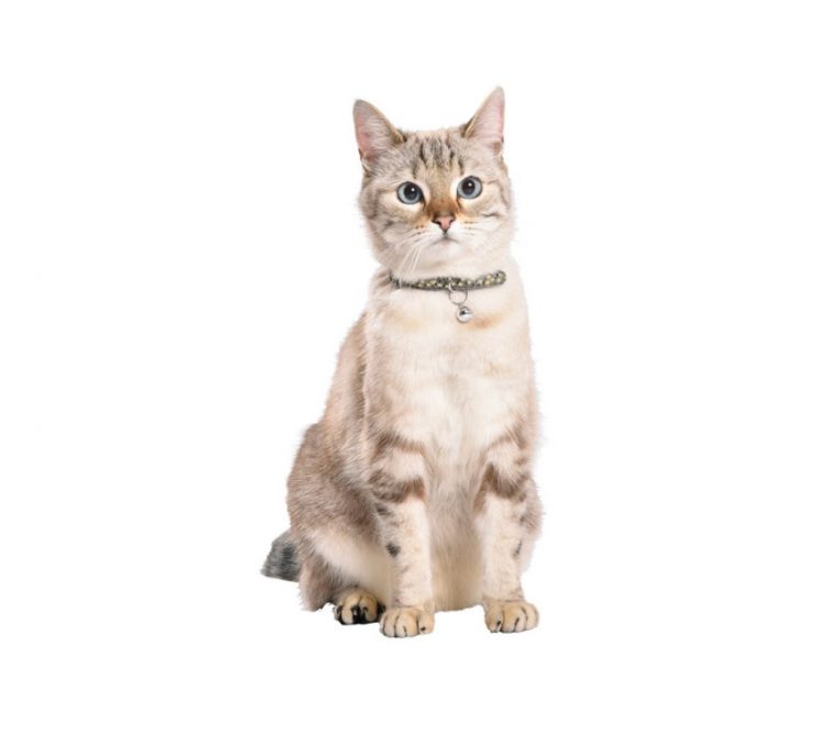 Chamane-Cat-collar_2