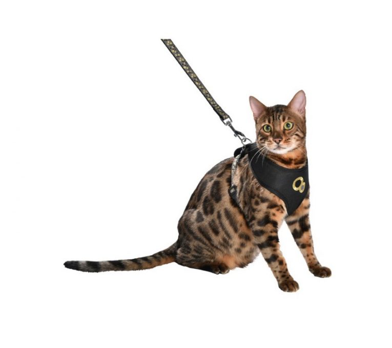 Chamane-Harness-and-lead---black-1