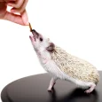 HedgehogEatingDriedMealwormsShutterstock2_cb0ac993-b04b-4969-b02b-de0d069daf34