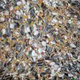 birds_parakeet_1