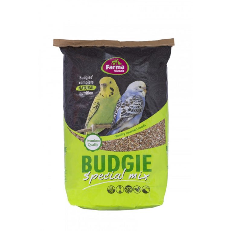 budgie (1)