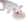 exoticnutritioninstant-hpwsugargliderfood1lb-6
