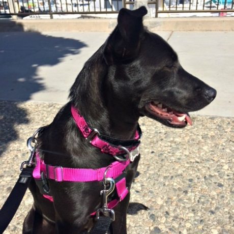 Small Satin Lined Martingale Collar