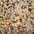pigeons_4seasons_feed