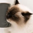 self-groomer-with-catnip-catit-62b992b4769de_g