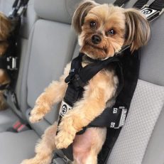 Car Seat Belt Harnesses