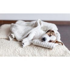 Calming Support (Anti Stress)