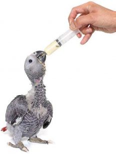 Hand Feeding