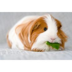 Guinea Pig