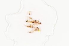 Fry/New born Food