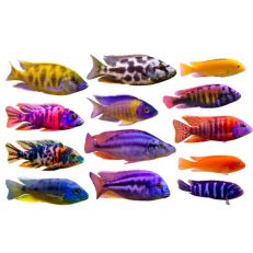 Cichlid