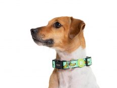 Dog Collars & Collar Charms