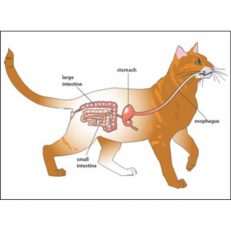 Digestion & Stool Disorders