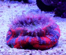 Coral Nutrition