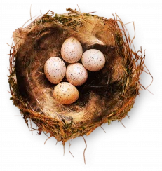 Nests & Nesting Materials