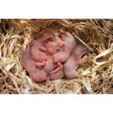 Newborn & Nesting Materials