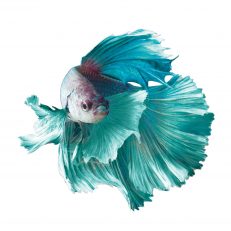 Betta (Fighting Fish)