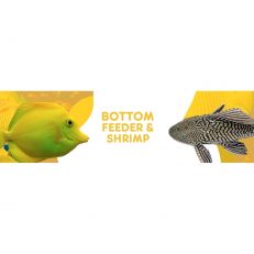Bottom Feeder & Shrimp