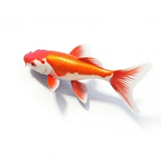 Koi & Pond Fish