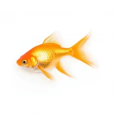 Goldfish