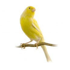 Canary