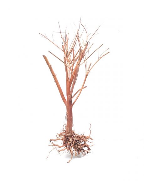 SV Aquarium Deco Photinia Wood - Medium / 25-30CM / box