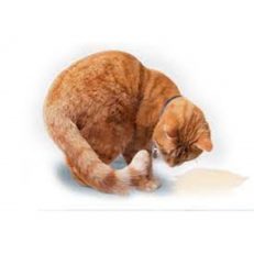 Urinary Tract Infections (UTI) & Renal Problems
