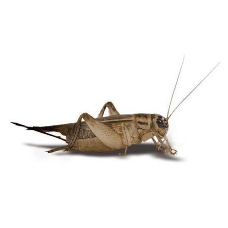 SV Feeder Crickets (Pack of approx. 60pcs)