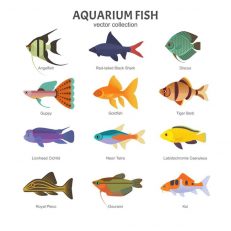 Freshwater Fish