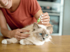 Flea & Tick & Lice