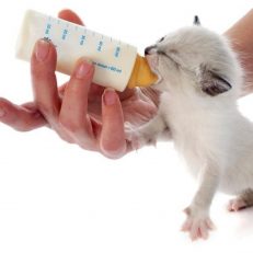 Milk & New Born