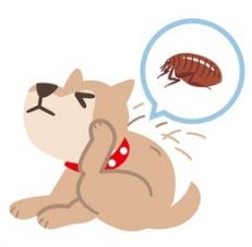 Flea & Tick & Lice