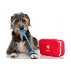 Wounds & First Aid
