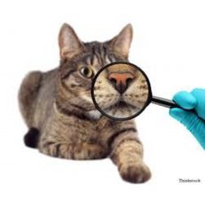 Hairball Problem