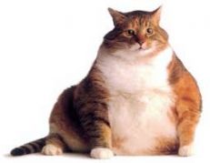 Overweight & Diabetes
