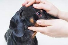Eye Problems & Tear Stain