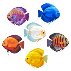 Discus