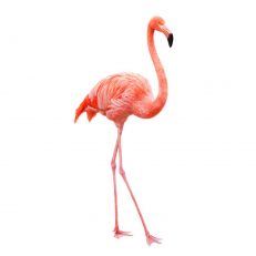 Other birds