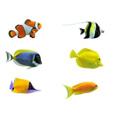 Saltwater Fish