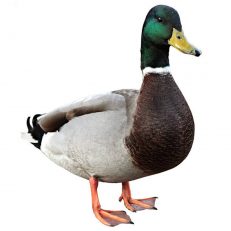 Duck & Water Bird