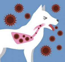 Ear Mites & Infections