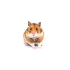 Hamster