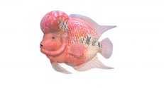 Flowerhorn