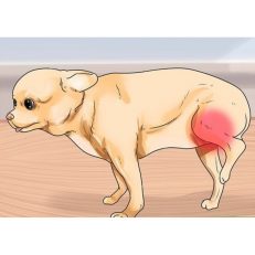 Hip & Joint Problems